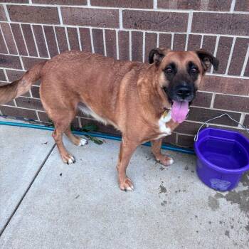 Kia -  Shepherd and Boxer Dog for Adoption in Dixon, Illinois - Kia | PetCurious