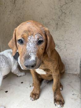 A476250 -  Pit Bull Terrier and Mixed Breed Dog for Adoption in Oklahoma City, Oklahoma - A476250 | PetCurious