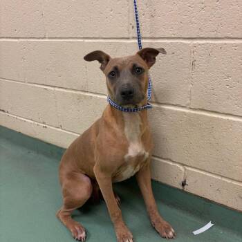 Dolly -  Mixed Breed Dog for Adoption in Memphis, Tennessee - Dolly | PetCurious