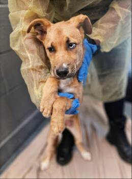 Pichu -  Mixed Breed Dog for Adoption in Nashville, Tennessee - Pichu | PetCurious