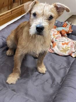 Miley -  Border Terrier Dog for Adoption in Raleigh, North Carolina - Miley | PetCurious
