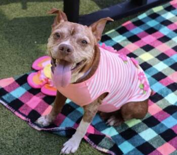 Chili Athens -  Pit Bull Terrier Dog for Adoption in Rockaway, New Jersey - Chili Athens | PetCurious
