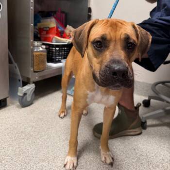 Boxer and Black Mouth Cur Dogs Available for Adoption in Englewood, Florida - Dixie | PetCurious