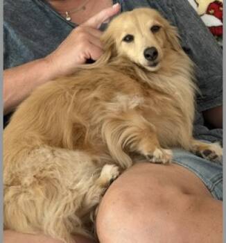 Abby bonded with BB -  Dachshund Dog for Adoption in Decatur, Georgia - Abby Bonded With BB | PetCurious