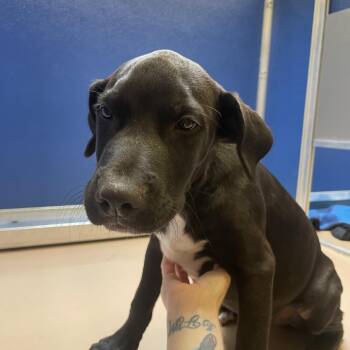 Cache -  Pit Bull Terrier and Black Labrador Retriever Dog for Adoption in Norman, Oklahoma - Cache | PetCurious