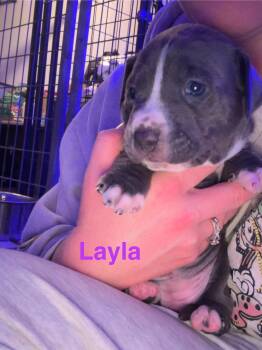 Rescue Pit Bull Terrier Dogs for Adoption in Belleville, Michigan - Layla | PetCurious