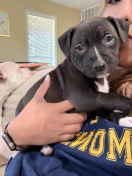Heli -  Mixed Breed Dog for Adoption in Wyoming, Michigan - Heli | PetCurious