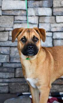 Barney -  Pug and Mixed Breed Dog for Adoption in Yakima, Washington - Barney | PetCurious