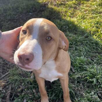 Great Pyrenees and Pit Bull Terrier Dogs Available for Adoption - Caper  | PetCurious