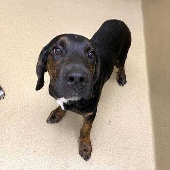 Big Mac -  Coonhound Dog for Adoption in Monroe, Georgia - Big Mac | PetCurious