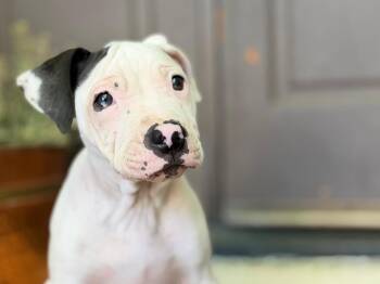Pit Bull Terrier Dogs Available for Adoption in Roseville, California - Darla | PetCurious