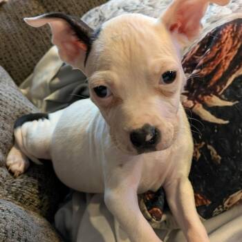 Boxer and Pit Bull Terrier Dogs Available for Adoption - 2129 Bunny | PetCurious