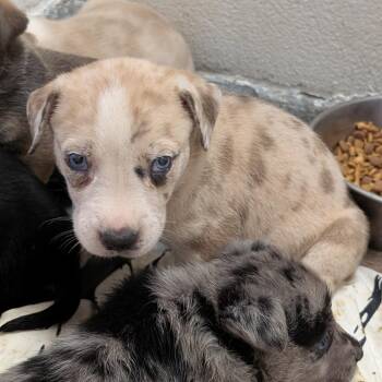 Puppy 6 / Ama Rillo -  Catahoula Leopard Dog and Shepherd Dog for Adoption in Buchanan Dam, Texas - Puppy 6 / Ama Rillo | PetCurious