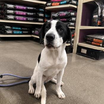 Darla -  English Pointer and Labrador Retriever Dog for Adoption in Yuma, Arizona - Darla | PetCurious