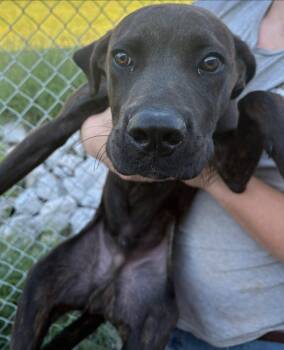 Rescue Black Labrador Retriever Dogs for Adoption in Munfordville, Kentucky - Atlas | PetCurious