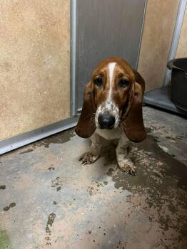 Cheesecake -  Basset Hound Dog for Adoption in Richmond, Kentucky - Cheesecake | PetCurious