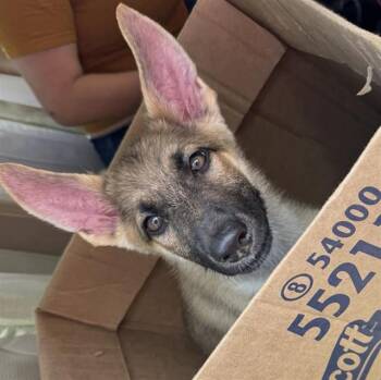 German Shepherd Dog Dogs Available for Adoption in San Antonio, Texas - LOLA | PetCurious