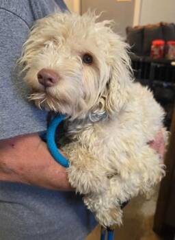 Dimitri -  Standard Poodle and Mixed Breed Dog for Adoption in Clinton, Missouri - Dimitri | PetCurious