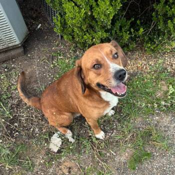 Beagle and Pit Bull Terrier Dogs Available for Adoption in Livingston, Texas - Bear | PetCurious