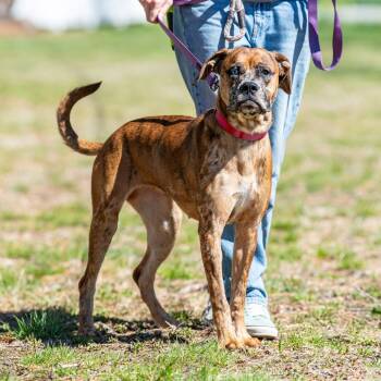 Mixed Breed Dogs Available for Adoption in Kennebunk, Maine - Astrid | PetCurious