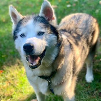 Rescue Husky and Mixed Breed Dogs for Adoption in Raleigh, North Carolina - Bodie | PetCurious