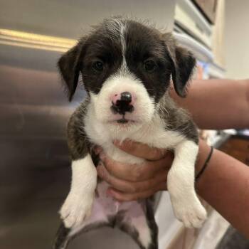 Chihuahua and Terrier Dogs Available for Adoption in Agua Dulce, California - Dizzy | PetCurious