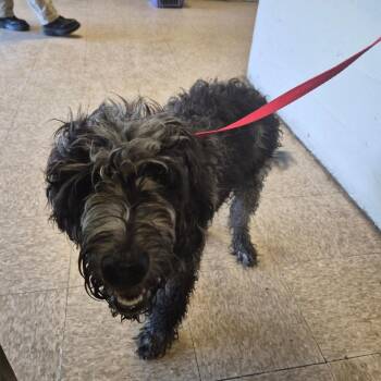 Sammy -  Poodle Dog for Adoption in Birmingham, Alabama - Sammy | PetCurious