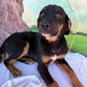 Hound and Beagle Dogs Available for Adoption - Flannel | PetCurious