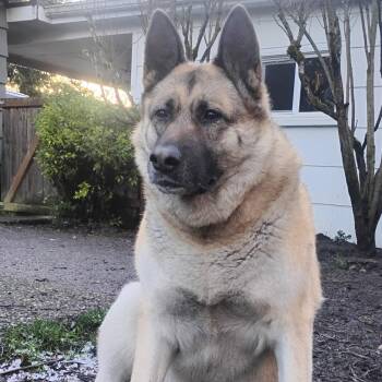 German Shepherd Dog Dogs Available for Adoption in Kirkland, Washington - Arya - People-Loving Dog Looking For Next Step | PetCurious