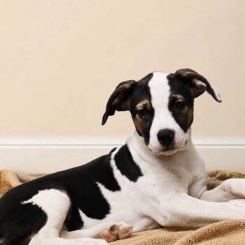 Demmit -  Labrador Retriever and Mixed Breed Dog for Adoption in Broken Arrow, Oklahoma - Demmit | PetCurious