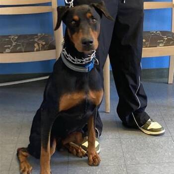 Enzo -  Doberman Pinscher and Mixed Breed Dog for Adoption in Long Beach, California - Enzo | PetCurious