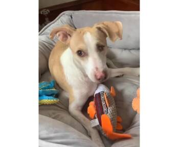 Yellow Labrador Retriever and Whippet Dogs Available for Adoption in Columbia, Maryland - Hollie | PetCurious