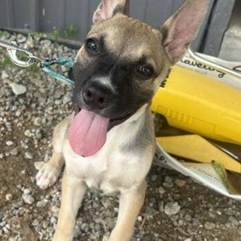 Oakley -  Belgian Shepherd Malinois and Shepherd Dog for Adoption in Mooresville, Indiana - Oakley | PetCurious