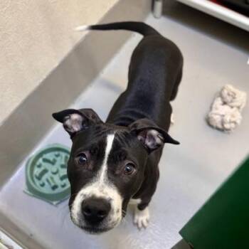 Pit Bull Terrier and Mixed Breed Dogs Available for Adoption - Canto | PetCurious