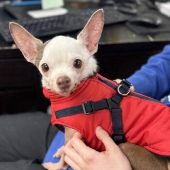 Chihuahua Dogs Available for Adoption - Eugene | PetCurious