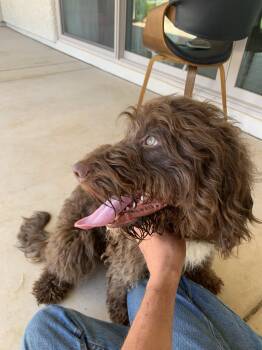 Latté, purebred brown Portuguese Water Dog -  Portuguese Water Dog Dog for Adoption in Oro Valley, Arizona - Latté, Purebred Brown Portuguese Water Dog | PetCurious