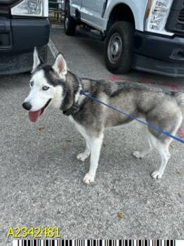 THOR -  Mixed Breed Dog for Adoption in West Palm Beach, Florida - THOR | PetCurious