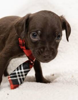Mousse. (Sweet, Sweet, Sweet) -  Boston Terrier and Miniature Poodle Dog for Adoption in Mobile, Alabama - Mousse. (Sweet, Sweet, Sweet) | PetCurious