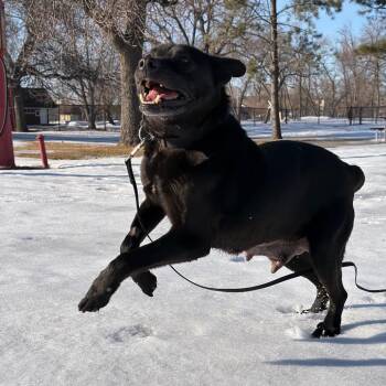 Labrador Retriever and Mixed Breed Dogs Available for Adoption - Jetta | PetCurious