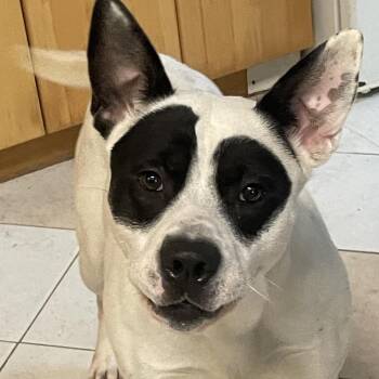 Pit Bull Terrier and Husky Dogs Available for Adoption in Richmond Hill, Ontario - Kane | PetCurious