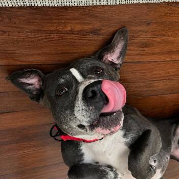 Melvin -  Pit Bull Terrier and American Staffordshire Terrier Dog for Adoption in West Hollywood, California - Melvin | PetCurious