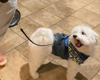 Cruiser -  Coton De Tulear Dog for Adoption in Waterbury, Connecticut - Cruiser | PetCurious
