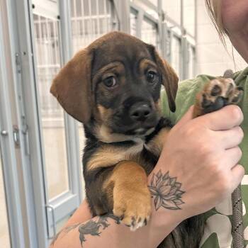 Cypress -  Mixed Breed Dog for Adoption in Hailey, Idaho - Cypress | PetCurious