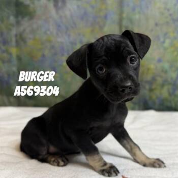 BURGER -  Rottweiler and Mixed Breed Dog for Adoption - BURGER | PetCurious