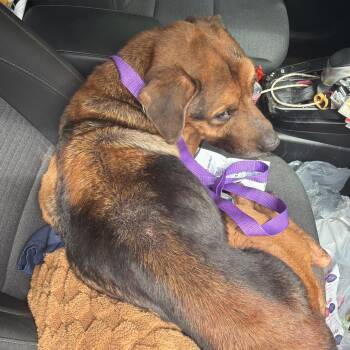 Mixed Breed Dogs Available for Adoption - Stumpy | PetCurious