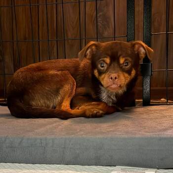 Benson -  Chihuahua and Mixed Breed Dog for Adoption in Olathe, Kansas - Benson | PetCurious