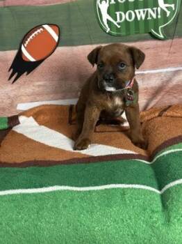 Rottweiler and Mixed Breed Dogs Available for Adoption - Punter | PetCurious