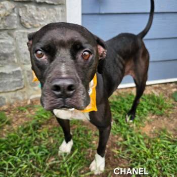 Chanel -  American Bulldog and Mixed Breed Dog for Adoption in Madisonville, Tennessee - Chanel | PetCurious