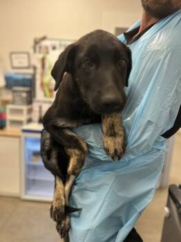 Ice Mage -  German Shepherd Dog and Mixed Breed Dog for Adoption in Fresno, California - Ice Mage | PetCurious