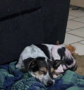 Piglet -  Lancashire Heeler Dog for Adoption in Panama City, Florida - Piglet | PetCurious